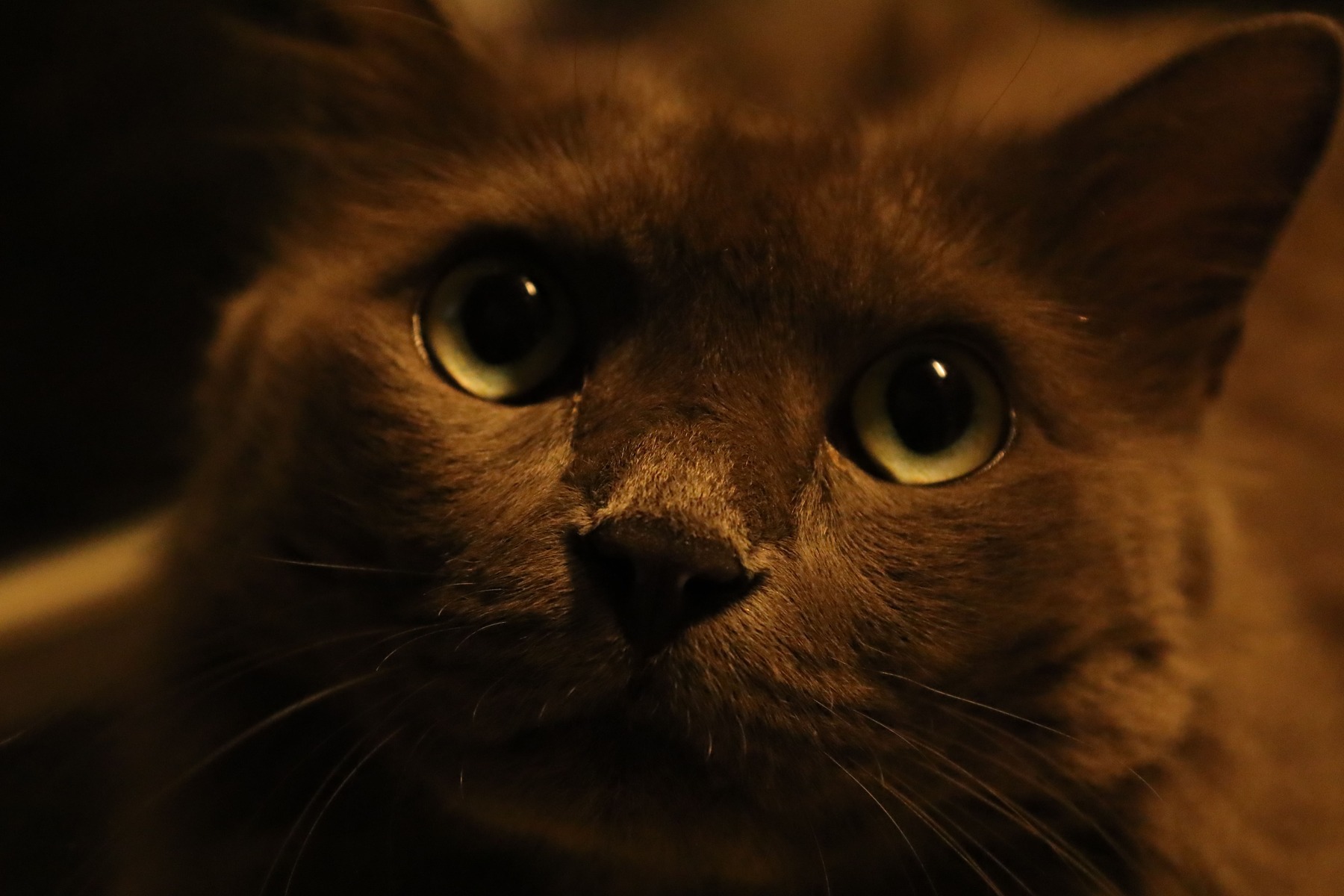 Cats1